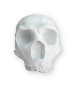 Neandertal Kafatası Replikası