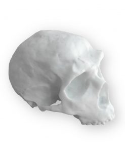 Alternative view of Neandertal Kafatası Replikası